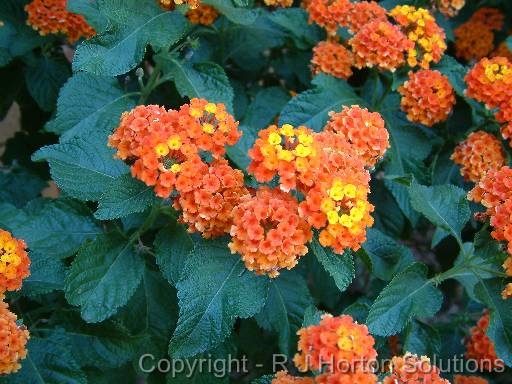 Lantana Orange 